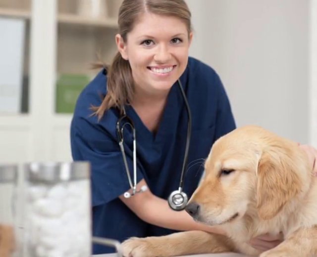 ProTrain offers a Veterinary Assistant program